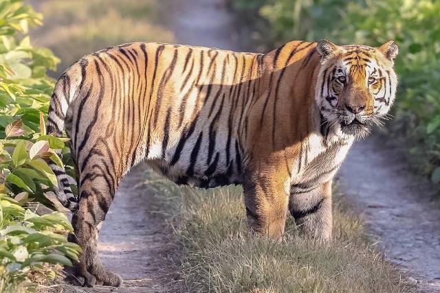 बिश्व दुर्लभ पाटे बाघ अवलोकण गर्न बर्दिया राष्ट्रिय निकुञ्जमा जानै पर्ने