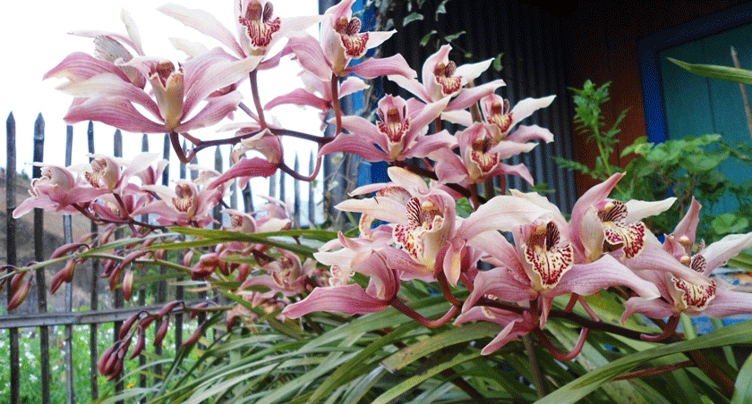 फूल फुल्ने ३१२ प्रजातिका वनस्पति नेपालमा मात्र पाइने