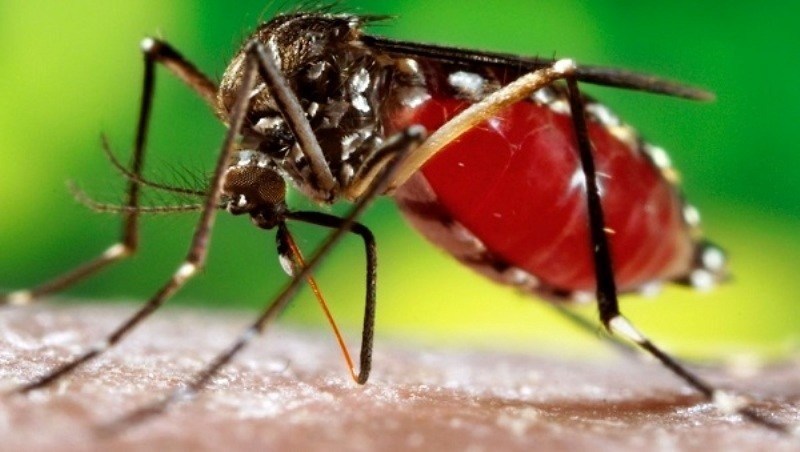 म्याग्दीमा १३ वर्षीया बालिकासहित १० जनमा डेङ्गुको संक्रमण देखियाे