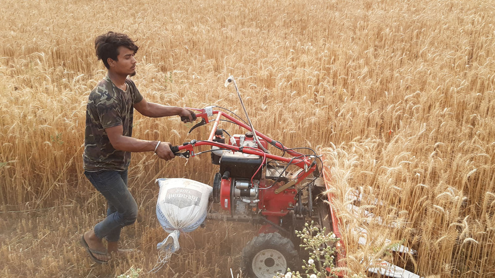 प्रविधिले ल्याएको सहजताः पाकेको गहुँ काट्दै किसान