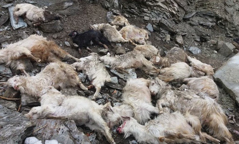 भेडी गोठ पहिरोले पुरिँदा २३ भेडा मरे