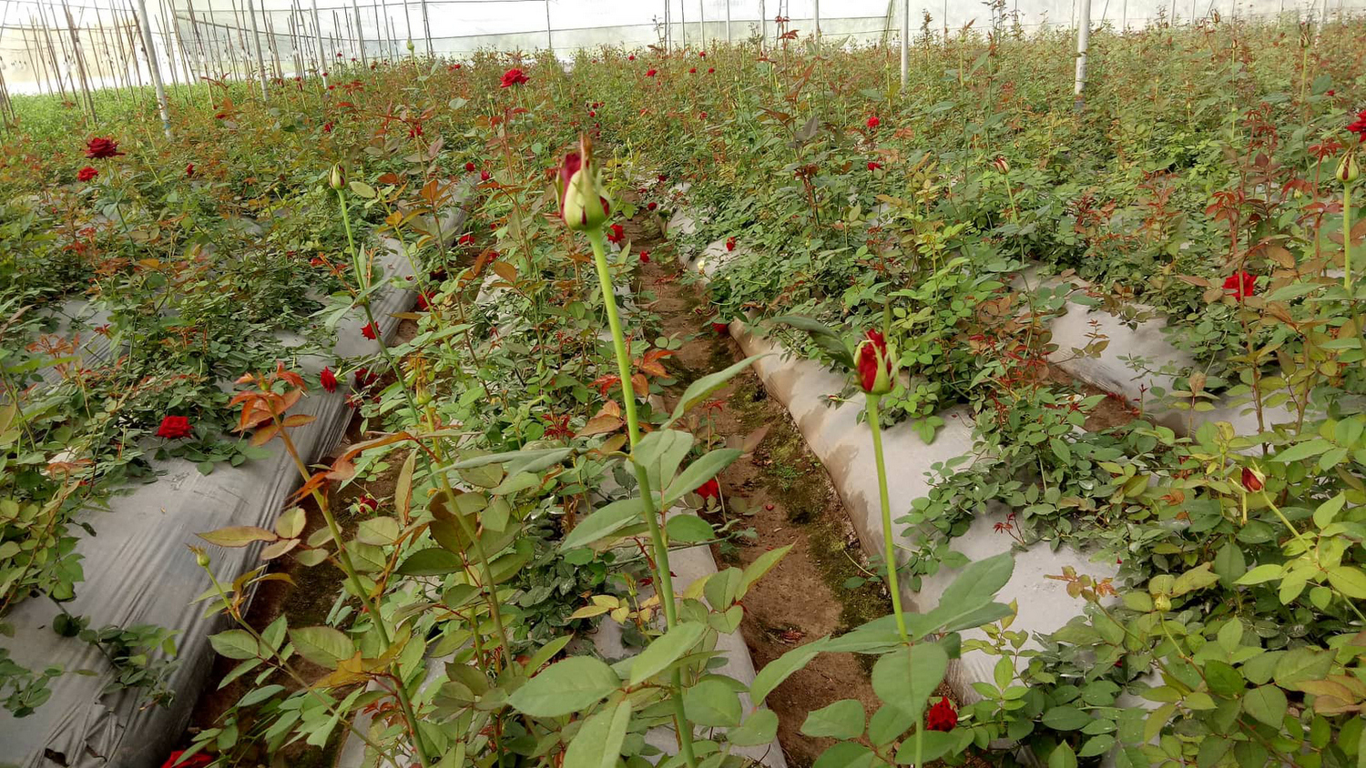 चितवनका युवा किसान प्रकाश पन्तले बेचे १० लाखको गुलाब