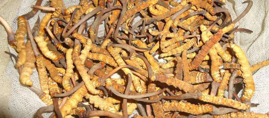 यार्सा टिप्न गएका बालकको भीरबाट लडेर मृत्यु