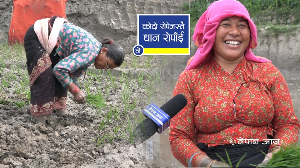 रोपाहारको एक दिन, धानका लागि गरिएको संघर्ष (भिडियाेसहित)